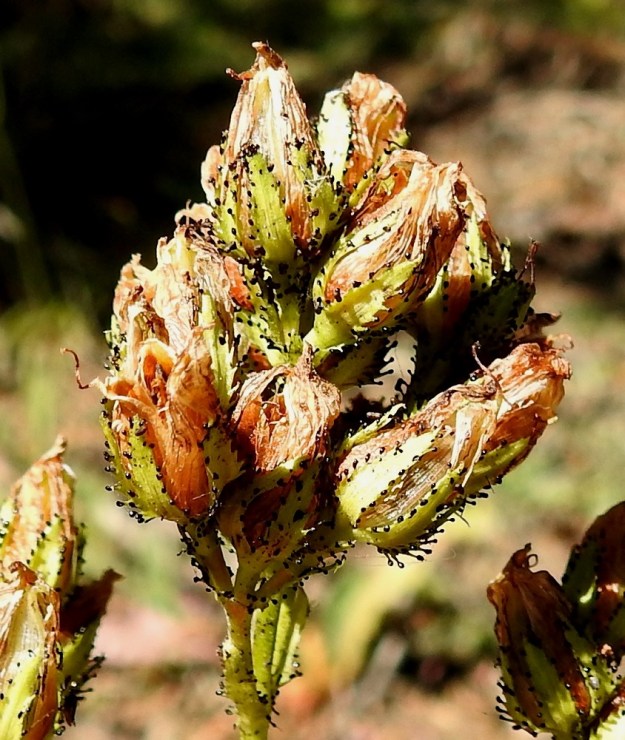 Hypericum montanum - vuorikuisman kota on lähinnä munamainen ja kolmilokeroinen sekä tavallisesti noin 6-8 mm pitkä ja noin 4-5 mm paksu. Se avautuu kolmiliuskaisesti. Kuvassa vasemmalla alhaalla näkyy avautunut kota. 27.7.2021. Copyright Hannu Kämäräinen.