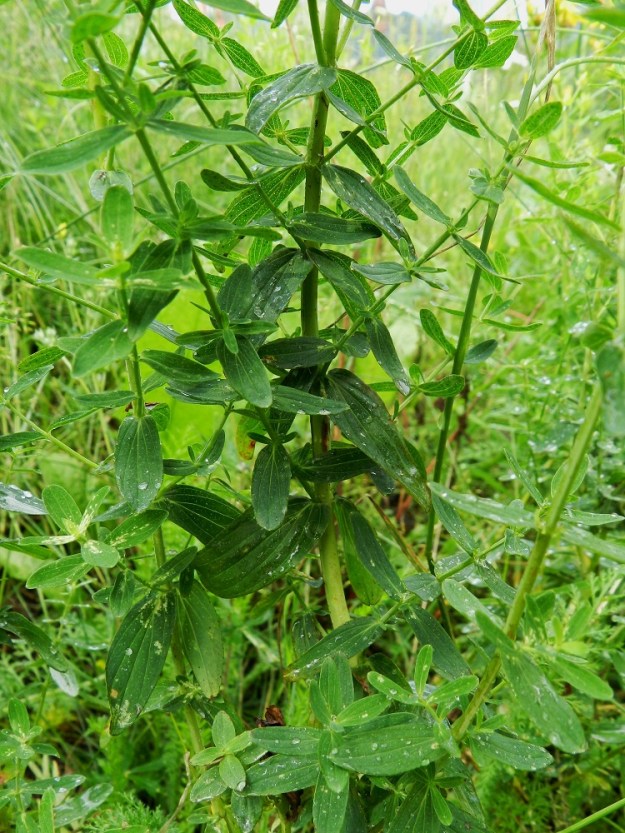Hypericum perforatum - mäkikuisman lehdet ovat varrella ruodittomasti vastakkain ja ristikkäisesti allekkain. Lehtilapa on suikeahko tai soikeahko, pyöreä- tai suippokärkinen ja tyveltään hieman sepivä. Päävarren lehdet ovat tavallisesti noin 1-2,5 cm pitkät ja leveimmältä kohtaa noin 0,3-1 cm leveät. EH, Hämeenlinna, Keinusaari, radanvarsi Viipurintien sillan koillispuolella, 16.7.2011. Copyright Hannu Kämäräinen.