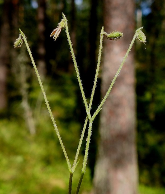 Linnaea borealis - vanamon hedelmä on lähes pyöreä ja tavallisesti noin 3 mm pitkä pähkylä, joka jää tiiviisti sen ympärille kietoutuneiden, nystykarvaisten ylälehtien sisään. EH, Hämeenlinna, Loimalahti, rehevä kangasmetsä Tervaniemen ulkoilureitin varressa, Kolkanmäen ja Tervaniemen välillä, 25.7.2022. Copyright Hannu Kämäräinen.