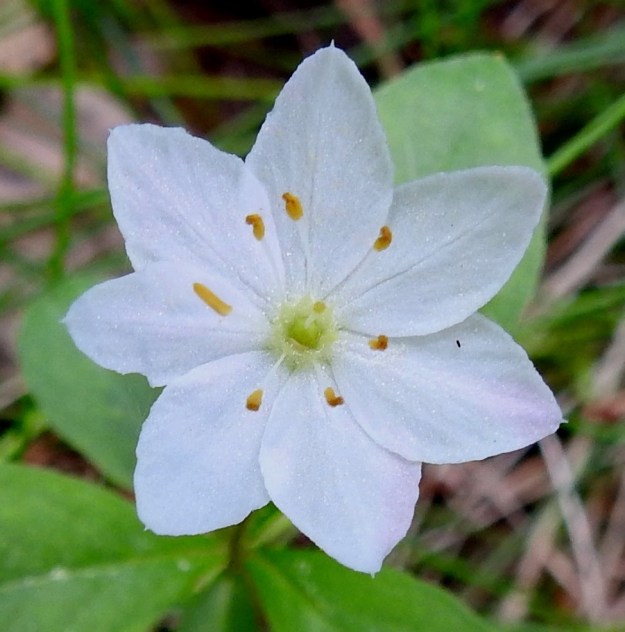 Lysimachia europaea (Trientalis europaea) - metsätähden teriö on valkoinen tai joskus vaaleanpunaiseen vivahtava ja tavallisesti noin 13-19 mm leveä. Sen liuskat ovat usein soikeat tai puikeahkot ja yleensä noin 6-9 mm pitkät sekä leveimmältä kohtaa noin 3-4,5 mm leveät. EH, Hämeenlinna, Majalahti, Hirsimäki, Näsiäntien ja Louhoksentien välinen metsäalue, 14.6.2022. Copyright Hannu Kämäräinen.
