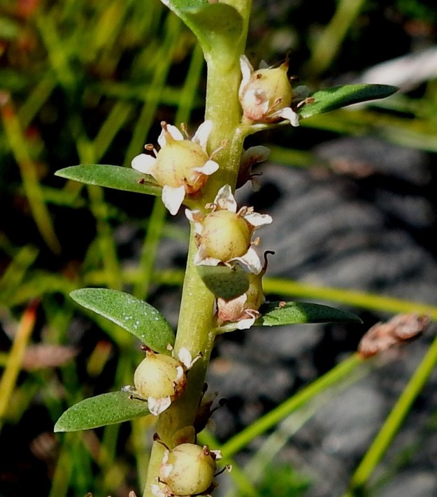 Lysimachia maritima (Glaux maritima) - merirannikin kota on pallomainen, kellanvihreä tai ruskehtava ja tavallisesti noin 3-4 mm pitkä. Emin vartalo jää odaksi sen kärkeen, josta kota myös avautuu viisiliuskaisesti. EP, Närpiö, Knåpnäs, Boviken-merenlahden länsipuolella oleva Korsgrundet, isokivinen merenranta, 18.7.2021. Copyright Hannu Kämäräinen.