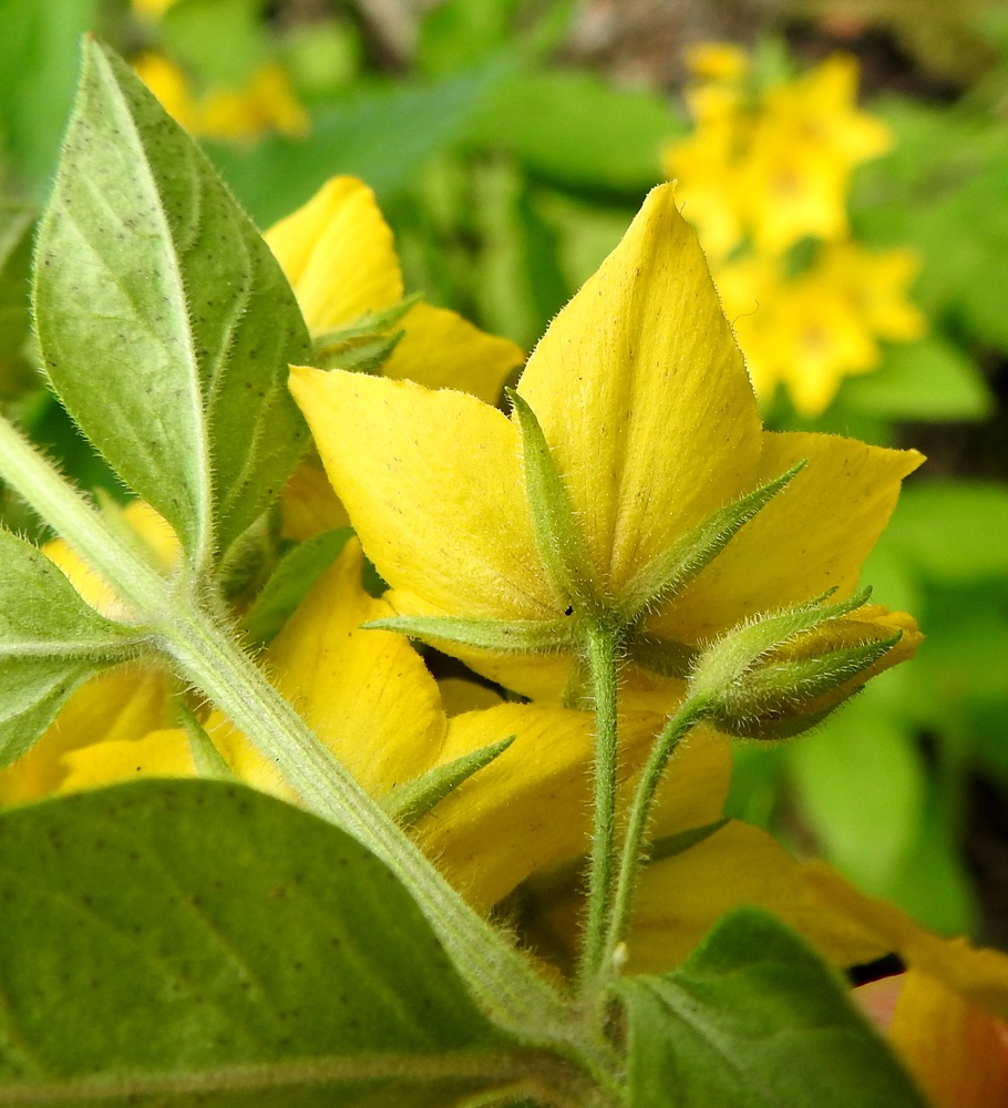 Lysimachia punctata - tarha-alven kukkaperä on yleensä noin 7-15 mm pitkä. Verhiö on tavallisesti noin 5-8 mm pitkä ja lähes tyveen saakka viisiliuskainen. Varsi, kukintohaarat, kukkaperät ja verhiöt ovat varren tavoin tiheäkarvaiset. Verhiönliuskat ovat kapeansuikeat ja yksiväriset. Ranta-alven, L. vulgaris, verhiönliuskat ovat kolmiomaiset ja laidoiltaan punaruskearaitaiset. 25.7.2017. Copyright Hannu Kämäräinen.