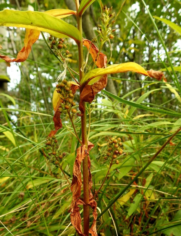Lysimachia thyrsiflora - terttualven kukista kehittyy runsaasti kotahedelmiä. Siementen itämismahdollisuudet eivät kuitenkaan ole kovin hyvät peitteisessä tai vetisessä kasvupohjassa. Niinpä rönsyjen avulla tapahtuva kasvullinen leviäminen lienee tehokkain lisääntymistapa. EH, Hämeenlinna, Luolaja, Hattelmalanjärven rantaneva lintutornin kohdalla, 31.8.2022. Copyright Hannu Kämäräinen.
