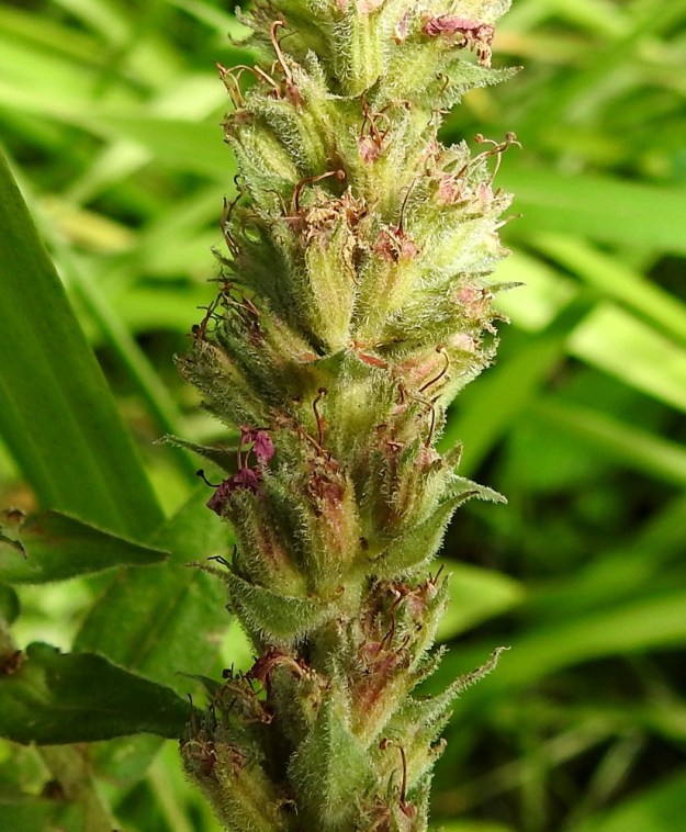 Lythrum salicaria - (pohjan)rantakukan verhiöt ja kukkaviuhkojen tukilehdet ovat yleensä tiheästi lyhytkarvaiset. Siemenkodat kehittyvät sivuiltaan umpinaisen verhiöntorven eli kukkapohjuksen sisään. Kuvassa olevat kukat edustavat pisintä emin vartalotyyppiä. Kuivuneet emit pysyvät jonkin aikaa kodan kärjessä. EH, Hämeenlinna, Sairio, Vanajaveden rannan pitkospuupolun varsi, 30.8.2022. Copyright Hannu Kämäräinen.