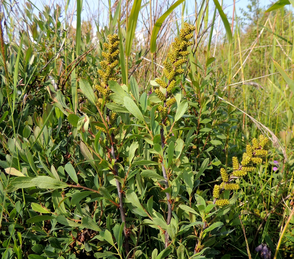 Myrica gale - (saha)suomyrtin eminorkot paisuvat hedelmävaiheessa huomattavasti. Tiheistä norkkoryhmistä voi parhaimmillaan muodostua näyttäviä tähkiä. OP, Oulu, Oulunsalo, Pajuniemi, Riuttu, Hailuodon lauttarantaan vievän tien varressa oleva merenrantaniitty, 17.7.2015. Copyright Hannu Kämäräinen.