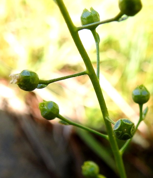 Samolus valerandi - (valko)suolapungan kota on pallomainen ja tavallisesti noin 3 mm läpimitaltaan. Se avautuu kärjestään viisiliuskaisesti. 10.7.2022. Copyright Hannu Kämäräinen.