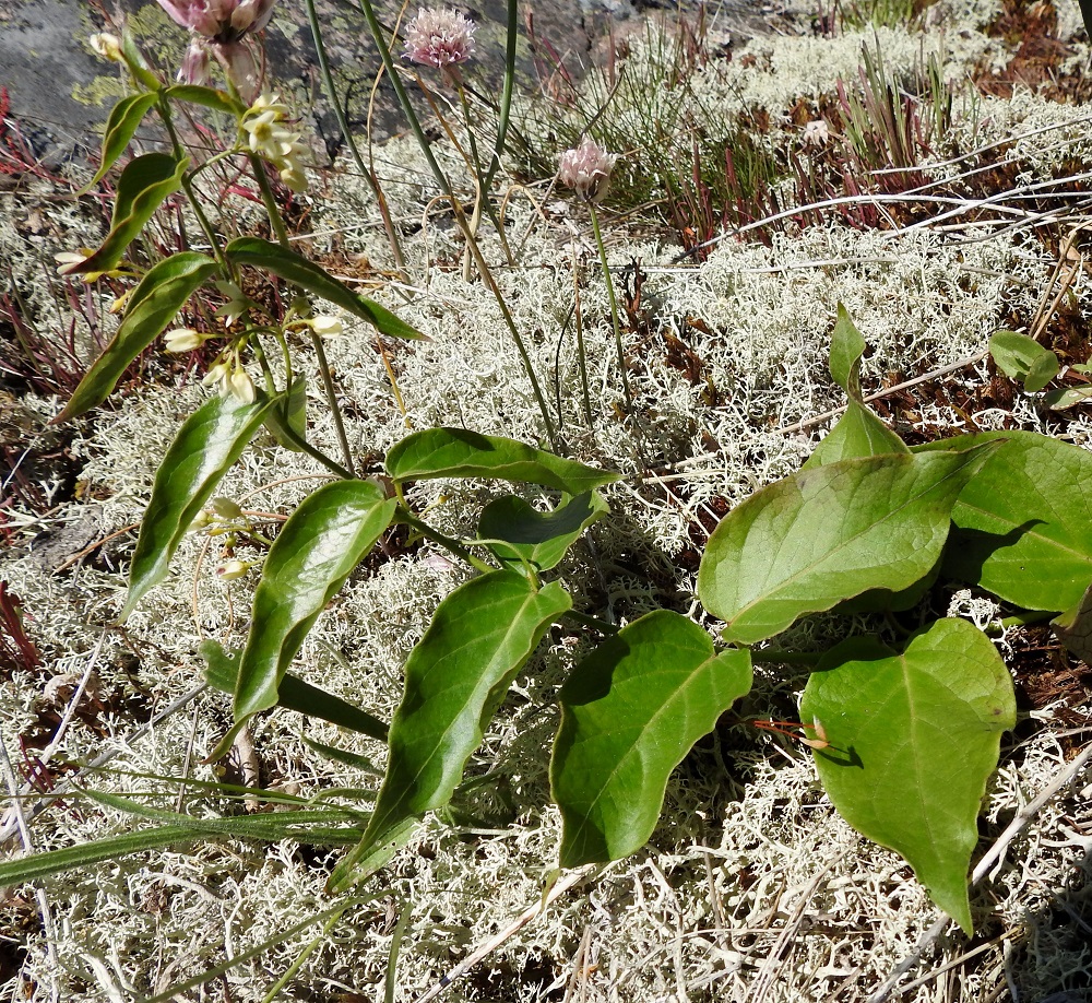 Vincetoxicum hirundinaria - kalliokäärmeenpistonyrtin lehtilapa on puikea tai latvaosassa kapeanpuikea ja ehytlaitainen sekä päältä vihreä tai tummanvihreä. Kuvassa seuralaisena mm. kallioruoholaukka, Allium schoenoprasum. 10.7.2017. Copyright Hannu Kämäräinen.