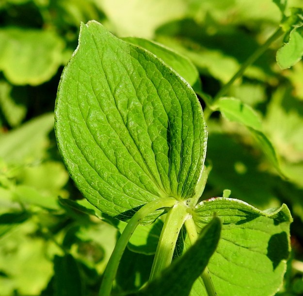 Hypericum maculatum - särmäkuisman varsi on nelisärmäinen. Lehdet ovat ruodittomat, kaljut ja laidoiltaan pikitäpläiset. EH, Hämeenlinna, Sairio, ruohikkoalue Rautatienkadun ja Antinkujan kulmauksessa, 28.6.2022. Copyright Hannu Kämäräinen.