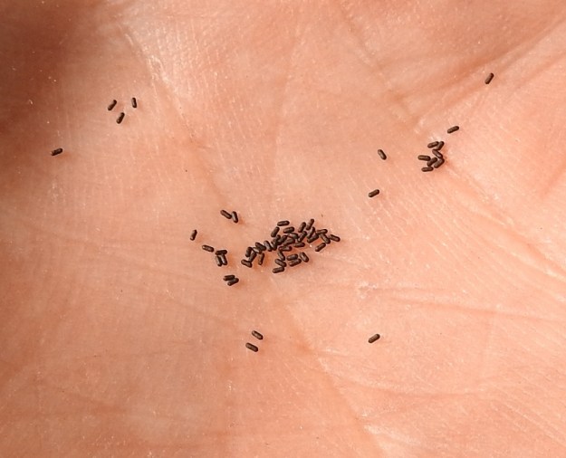 Hypericum montanum - vuorikuisman siemenet ovat kapean lieriömäiset, ruskeat ja alle 1 mm pitkät. 27.7.2021. Copyright Hannu Kämäräinen.