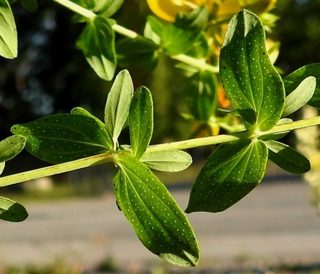 Hypericum perforatum - mäkikuisman lehtien laita on ehyt ja hieman alaspäin kiertynyt. Lehti on runsaasti kuultotäpläinen sekä niukemmin myös tumman pikitäpläinen. Kuultotäplät ovat haihduttavaa öljysolukkoa. Lajin tieteellinen nimi viittaa näihin läpinäkyviin "reikiin", joista juontuu myös aikaisempi suomalainen nimi, läpikuisma. U, Helsinki, Laajasalo, Gunillantien sorapohjainen laide Tahvonlahden koulun kohdalla, 27.6.2018. Copyright Hannu Kämäräinen.