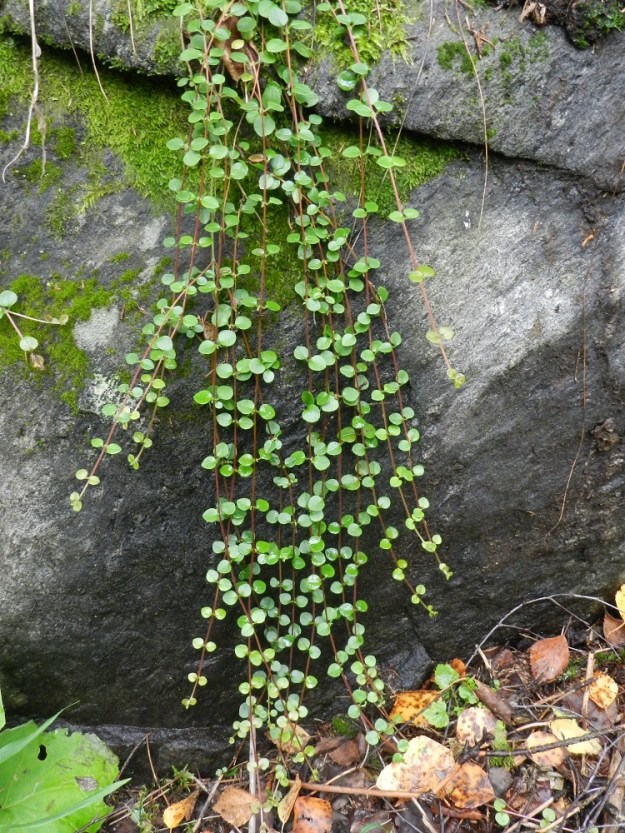 Linnaea borealis - vanamon rennot ja suikertavat varret jäävät usein sammaleen peittoon ja huomio kiinnittyy vain vaakavarsista nouseviin, kukkiviin pystyversoihin. Kivenkyljessä riippuessaan varret näyttävät varsin koristeellisilta. Kivi- tai kalliopinnatkaan eivät aina estä lajin kasvullista levittäytymistä, sillä varret voivat joskus yltää jopa yli kymmeneen metriin. Kuten kuvan alalaidasta on nähtävillä, kiveltä riippuvien varsien kärjet ovat tavanneet jälleen metsäpohjan karikkeen ja suikertaneet sen joukkoon jatkamaan kasvuaan. EH, Hämeenlinna, Majalahti, Hirsimäki, Näsiäntien ja Louhoksentien välinen metsäalue, 3.9.2011. Copyright Hannu Kämäräinen.