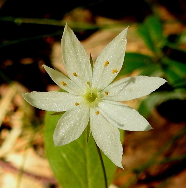 Lysimachia europaea (Trientalis europaea) - metsätähden teriönliuskat voivat olla myös leveänsuikeat ja terävän suippokärkiset. EH, Hämeenlinna, Majalahti, Hirsimäki, Näsiäntien ja Louhoksentien välinen metsäalue, 14.6.2022. Copyright Hannu Kämäräinen.