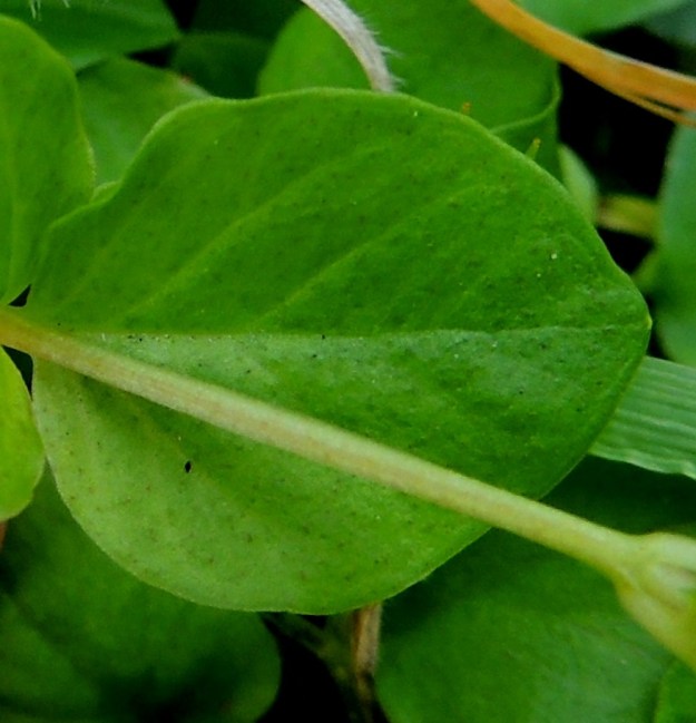 Lysimachia nummularia - suikeroalven lehdet ovat toisinaan lähes pyöreät kuin kolikko, johon tieteellinen nimi viittaa. Lehtilapa on vihreä ja eritenystyistä johtuen tummempipisteinen. V, Lohja, Virkkala, Kukkumäki, Kuninkaantien laitaoja ja siitä nouseva rinne, 19.7.2016. Copyright Hannu Kämäräinen.