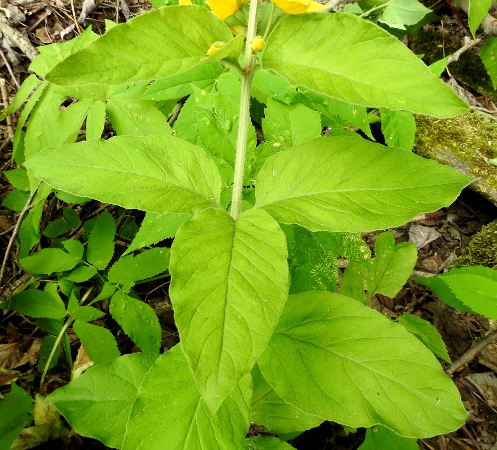 Lysimachia punctata - tarha-alven lehdet ovat varrella vastakkain tai 3-4 lehden säteittäisinä kiehkuroina. Lehtilapa on lähinnä puikea tai soikeahko ja pyöreätyvinen sekä lyhyehkön suippokärkinen tai toisinaan lähes pyöreähkö. Pituutta lavalla on tavallisesti noin 4-10 cm ja leveyttä leveimmältä kohtaa noin 1,5-5 cm. 25.7.2017. Copyright Hannu Kämäräinen.