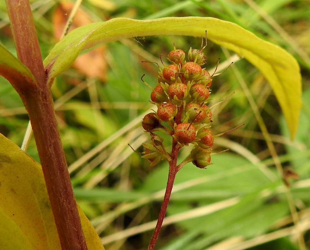 Lysimachia thyrsiflora - terttualven kota on hieman litistetyn pallomainen ja tiheästi punertava- tai ruskeapisteinen. Se on läpimitaltaan tavallisesti noin 1,5-2,5 mm. Vartalo pysyy jonkin aikaa kodan kärjessä, mutta varisee myöhemmin. Kota avautuu kärjestään 5-7-liuskaisesti. Kuvassa on nähtävissä myös lehtien tiheästi eritenystyistä pintaa. EH, Hämeenlinna, Luolaja, Hattelmalanjärven rantaneva lintutornin kohdalla, 31.8.2022. Copyright Hannu Kämäräinen.