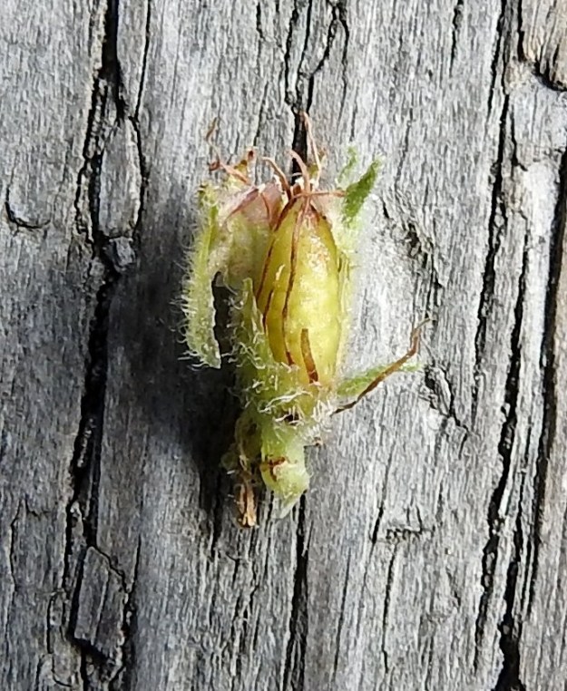 Lythrum salicaria - (pohjan)rantakukan kota on kapean munamainen ja tavallisesti noin 3-4 mm pitkä ja noin 1,5 mm leveä. Se sisältää runsaasti pieniä siemeniä. Kuvaamista varten verhiöntorvi on murrettu auki. EH, Hämeenlinna, Sairio, Vanajaveden rannan pitkospuupolun varsi, 30.8.2022. Copyright Hannu Kämäräinen.