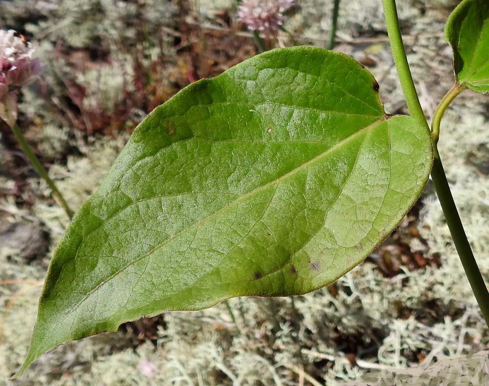 Vincetoxicum hirundinaria - kalliokäärmeenpistonyrtin lehtilapa on pyöreä- tai herttatyvinen ja suippo- sekä teräväkärkinen. Pituutta lavalla on tavallisesti noin 3-10 cm ja leveyttä leveimmältä kohtaa noin 1-5 cm. 10.7.2017. Copyright Hannu Kämäräinen.