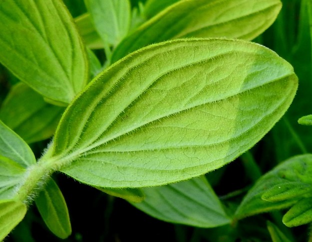 Hypericum hirsutum - karvakuisman lehtilaita on ehyt ja hieman alaspäin kiertynyt. Lehtilapa on myös alapinnaltaan tiheäkarvainen. Lehdet ovat kuultotäpläiset, mutta pikitäpliä ei ole. Kuvan lehdessä näkyy vain muutama kuultotäplä, joiden näkyvyyttä myös tiheä karvoitus haittaa. Kuultotäplät näkyvätkin parhaiten lehteä vastavaloon katsottaessa. 19.7.2018. Copyright Hannu Kämäräinen.