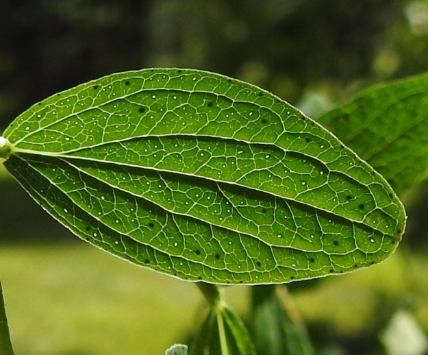 Hypericum maculatum - särmäkuisman lehtilaita on suora. Pikitäplien lisäksi lehdessä on runsaasti kuultotäpliä, jotka ovat haihduttavaa öljysolukkoa. EH, Hämeenlinna, Loimalahti, Hirsimäki, omakotialue, pihamaa, 27.8.2022. Copyright Hannu Kämäräinen.