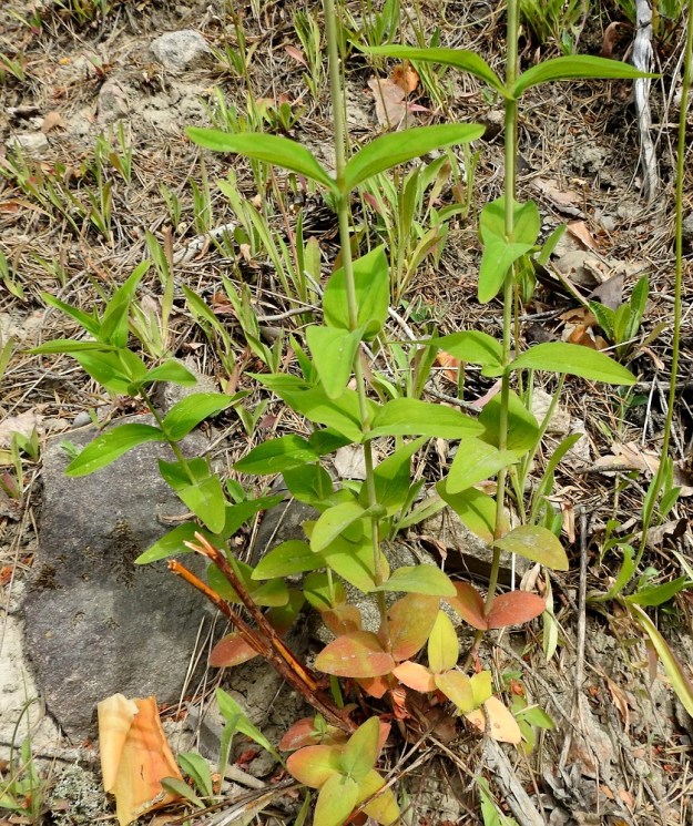 Hypericum montanum - vuorikuisman lehdet ovat varrella ruodittomasti vastakkain ja ristikkäisesti allekkain. 7.7.2022. Copyright Hannu Kämäräinen.