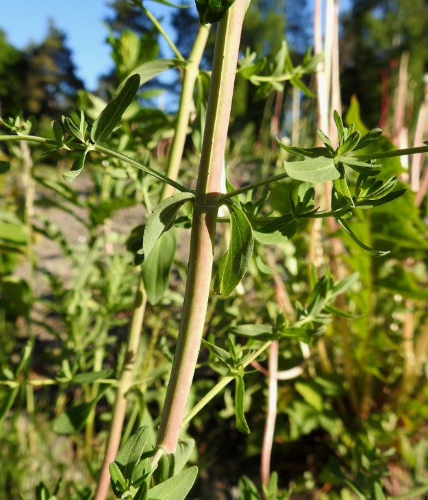 Hypericum perforatum - mäkikuisman varren nivelvälit ovat vuoroittain kaksisärmäisiä. U, Helsinki, Laajasalo, Gunillantien sorapohjainen laide Tahvonlahden koulun kohdalla, 31.5.2018. Copyright Hannu Kämäräinen.