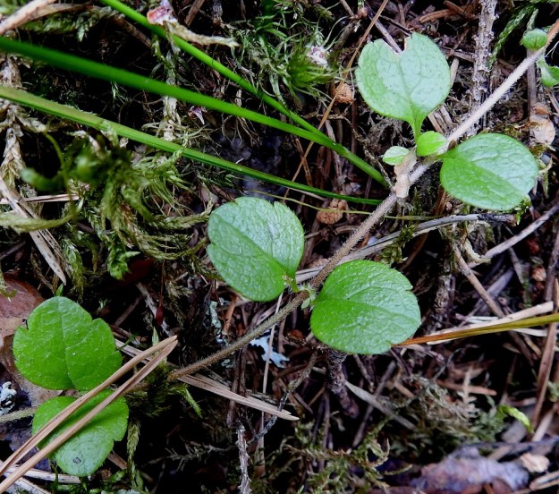 Linnaea borealis - vanamon varret ovat liereät, puna- tai kellanruskeat ja tiheästi lyhytkarvaiset. Lehdet ovat varsissa vastakkain. Ne ovat talvehtivat. Ruoti on noin 3-5 mm pitkä ja karvainen. Lehtilapa on lähes pyöreä tai leveänpuikea, tavallisesti noin 7-12 mm pitkä ja leveimmältä kohtaa noin 5-10 mm leveä. Sen tyvipuoli on ehytlaitainen ja tylppäpäisessä kärkipuoliskossa on yleensä yksi tai kaksi hammasparia. Lavan yläpinta on vihreä tai tummanvihreä ja karvainen. EH, Hämeenlinna, Loimalahti, rehevä kangasmetsä Tervaniemen ulkoilureitin varressa, Kolkanmäen ja Tervaniemen välillä, 2.7.2022. Copyright Hannu Kämäräinen.