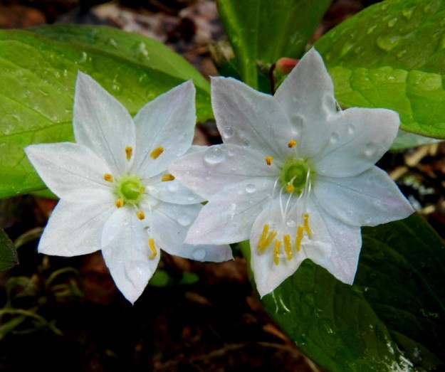 Lysimachia europaea (Trientalis europaea) - metsätähden teriönliuskojen määrä vaihtelee oheisessa kuvasarjassa kuuden ja kahdeksan välillä. Myös samassa versossa olevien kukkien liuskamäärä voi olla toisistaan poikkeava. Noin 3-5 mm pitkien heteiden määrä noudattelee teriönliuskojen lukumäärää. Heteet ovat kiinnittyneet teriön torven suulle. Pallomaisen sikiäimen kärjessä oleva emi on yksivartaloinen ja -luottinen sekä noin 3-5 mm pitkä. EH, Hämeenlinna, Renko, metsäisen ulkoilureitin laita Renkajoen koillispuolella, 12.6.2012. Copyright Hannu Kämäräinen.