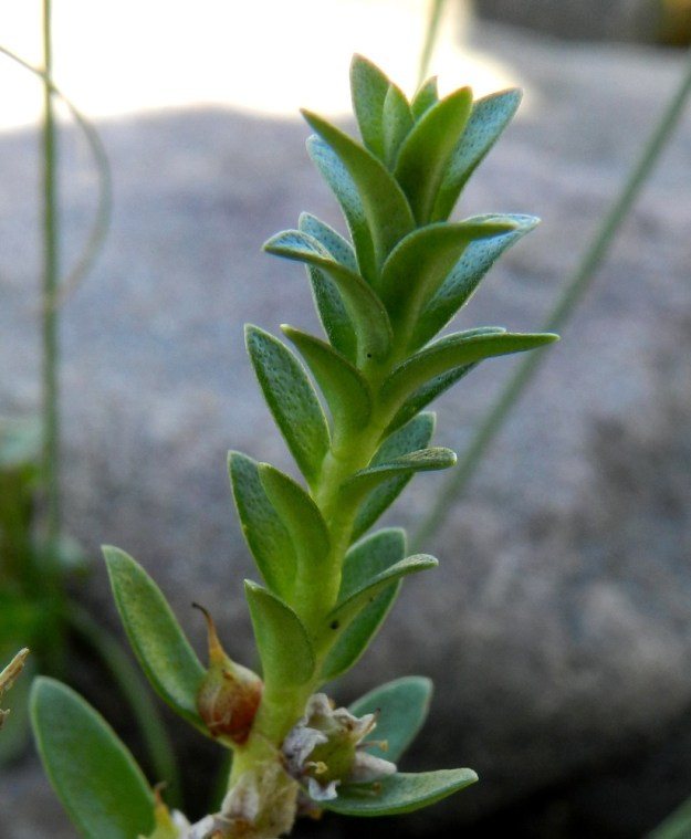 Lysimachia maritima (Glaux maritima) - merirannikin lehdet ovat vihreät tai sinertävänvihreät ja tummempipisteiset. Latvaosassa ne ovat tiheässä. St, Pori, Reposaari, lounaispuoli Linnakepuiston kohdalla, kivikkoinen ja osin veden vallassa oleva merenranta, 19.7.2012. Copyright Hannu Kämäräinen.