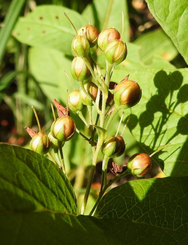 Lysimachia vulgaris - ranta-alven kota on pallomainen, kellanruskehtava ja läpimitaltaan tavallisesti noin 3,5-5,5 mm. Se on verhiötä pitempi. Vartalo pysyy jonkin aikaa kodan kärjessä, mutta varisee myöhemmin. Kota avautuu kärjestään viisiliuskaisesti. EH, Hämeenlinna, Keinusaari, Varikonniemi, Vanajaveden rannan pitkospuupolun varsi. 20.8.2022. Copyright Hannu Kämäräinen.