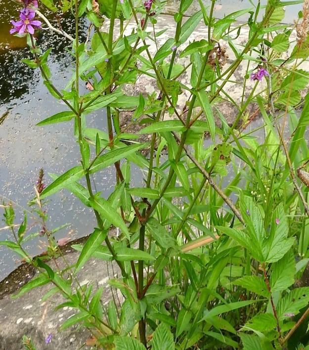 Lythrum salicaria - (pohjan)rantakukan lehdet ovat varrella pääsääntöisesti vastakkain tai säteittäisesti kolmen lehden kiehkuroina, kuten kuvan alalaidassa. U, Loviisa, Vähä Ahvenkoski, Ahvenkosken vähävetinen luonnonuoma Pietarintien ja padon välillä, lähellä Pyhtään rajalinjaa, 6.8.2020. Copyright Hannu Kämäräinen.