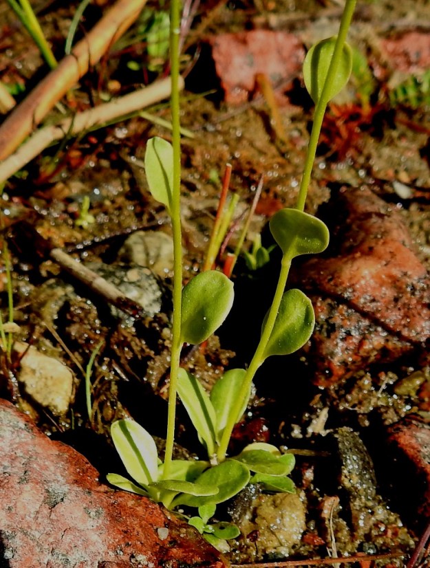 Samolus valerandi - (valko)suolapungan varsilehdet ovat varrella kierteisesti. Ne ovat ruusukelehtien kaltaiset, mutta lapa on usein enemmän soikeanpyöreä ja ruoti lyhenee asteittain ylemmissä lehdissä. 10.7.2022. Copyright Hannu Kämäräinen.