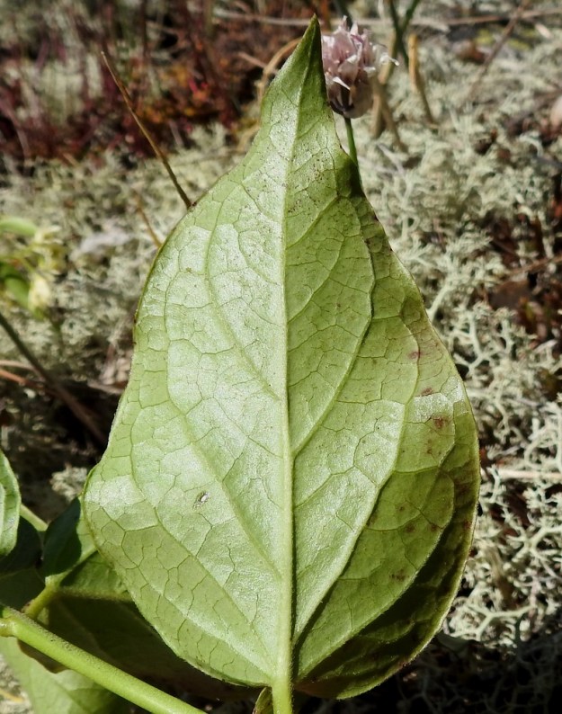 Vincetoxicum hirundinaria - kalliokäärmeenpistonyrtin lehtilapa on alta vaaleampi, kohosuoninen ja suonistaan vaihtelevasti lyhyen kähäräkarvainen. 10.7.2017. Copyright Hannu Kämäräinen.
