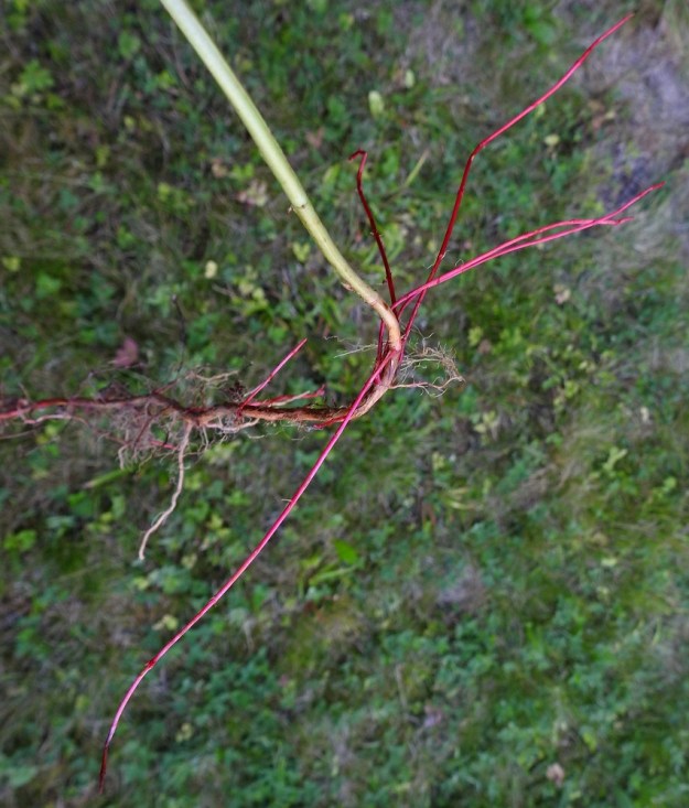 Hypericum maculatum - särmäkuisman suikertavaan juurakkoon kasvaa syyspuolella hentoja talvehtimisversoja, joista keväinen kasvu alkaa. EH, Hämeenlinna, Loimalahti, Hirsimäki, omakotialue, pihamaa, 27.8.2022. Copyright Hannu Kämäräinen.