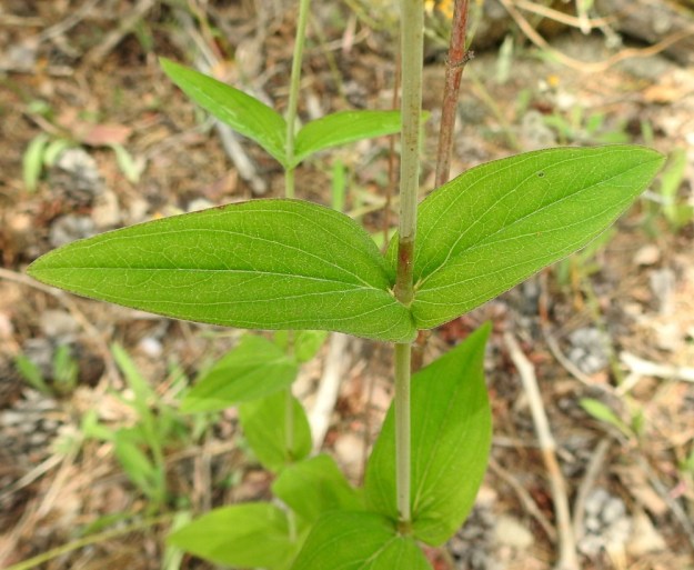 Hypericum montanum - vuorikuisman varsi on särmättömän liereä ja kalju. Lehtilapa on puikea tai soikeahko, suippo- tai pyöreäkärkinen ja herttatyvinen. Se on tavallisesti noin 2,5-6 cm pitkä ja leveimmältä kohtaa noin 1-2,5 cm leveä. 1.7.2022. Copyright Hannu Kämäräinen.