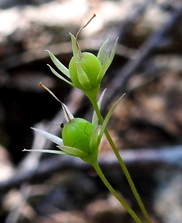 Lysimachia europaea (Trientalis europaea) - metsätähden verhiö on lähes tyveen saakka liuskoittunut. Liuskoja on yleensä kuudesta kahdeksaan. Ne ovat kapeansuikeat ja teräväkärkiset sekä tavallisesti noin 5-7 mm pitkät. Kota on pallomainen ja läpimitaltaan tavallisesti noin 3 mm. Se on ensin vihreä ja kypsänä lähinnä siniharmaa sekä verkkokuvioinen. EH, Virrat, Pohjaslahti, Monoskylä, Monoskyläntien pohjoispuolisen Ylisenhuhdanmäen tyvimetsä, 24.6.2020. Copyright Hannu Kämäräinen.
