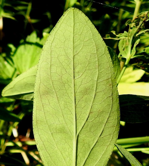 Hypericum montanum - vuorikuisman lehtilapa on alta harmaanvihreä ja kaljuhko tai suonista harvakseen karheakarvainen. Lehtilaita on ehyt, litteä ja pikitäpläinen. U, Helsinki, 19.7.2018. Copyright Hannu Kämäräinen.
