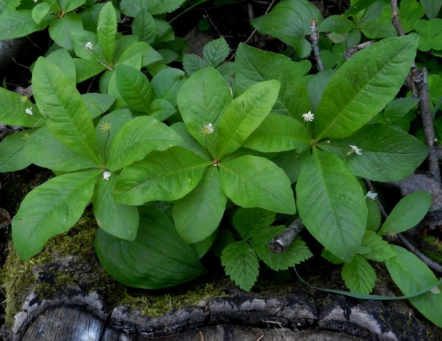 Lysimachia europaea (Trientalis europaea) - metsätähden latvaruusukkeen lehdet ovat keskenään erikokoiset, lähes ruodittomat ja suikeat, puikeat tai vastapuikeat. Niiden kärki on yleensä suippo tai toisinaan pyöreähkö. Pituutta niillä on tavallisesti noin 2,5-8 cm ja leveyttä leveimmältä kohtaa noin 1-3 cm. Lehdet ovat ohuita, lähes ehytlaitaisia ja kiinnittymiskohdan hyvin pieniä nystykarvoja lukuun ottamatta kaljuja. Kuvassa ovat seuralaisina (metsä)oravanmarja, Maianthemum bifolium ja (euroopan)lillukka, Rubus saxatilis. EH, Hämeenlinna, Majalahti, Hirsimäki, Näsiäntien ja Louhoksentien välinen metsäalue, 8.6.2011. Copyright Hannu Kämäräinen.