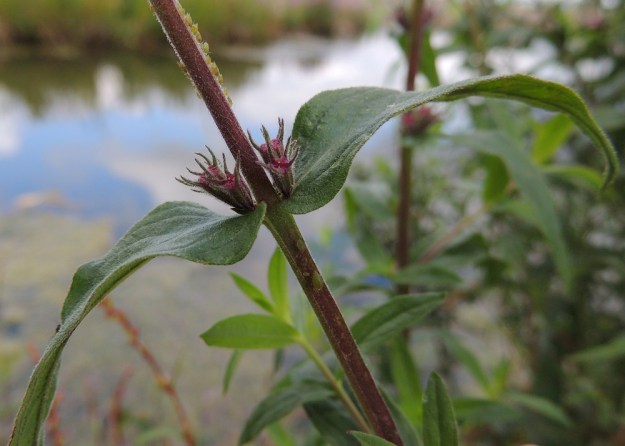 Lythrum salicaria - (pohjan)rantakukan lehdet ovat hertta- tai pyöreätyviset. Ne ovat molemmin puolin yleensä lyhytkarvaiset. Yläpinta voi toisinaan olla myös lähes tai aivan kalju. Kuvan kukkanupuissa kapean äimämäiset lisäverhiöt tulevat hyvin esille. U, Helsinki, Arabianranta, Toukolan rantapuisto, Vantaanjoen ranta meren läheisyydessä, 10.8.2013. Copyright Hannu Kämäräinen.