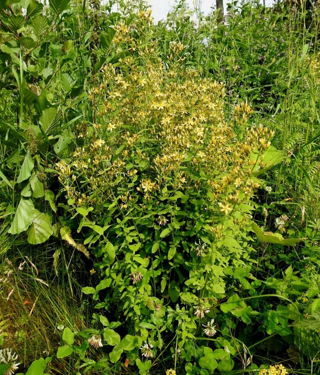 Hypericum hirsutum - karvakuisma on monivuotinen ja pysty ruoho, jonka juurakosta nousevat versot voivat muodostaa tiheitäkin kasvustoja. U, Helsinki, Laajasalo, Mellinintien varsi, Tahvonlahden rantametsän laide, 15.7.2019. Koko kuvasarja on samalta kasvupaikalta. Copyright Hannu Kämäräinen.