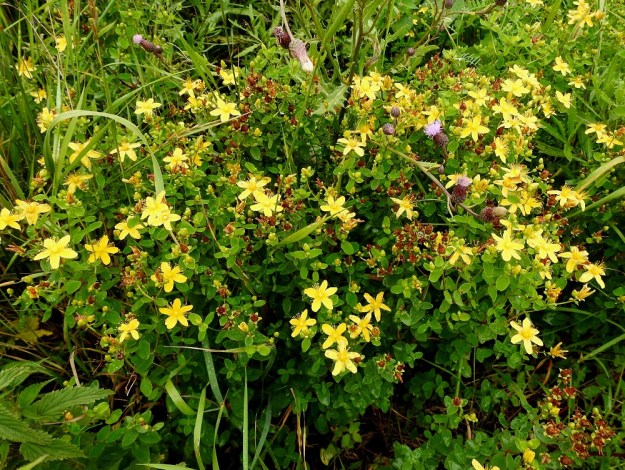 Hypericum maculatum - särmäkuisman juurakko on pitkä, vaakatasossa suikertava ja haarova. Se synnyttää yleensä pieniä kasvustoja, mutta ne voivat olla toisinaan tiheitäkin. EH, Hämeenlinna, Loimalahti, Sampo, peltotien varren joutomaaniitty, 3.8.2020. Copyright Hannu Kämäräinen.