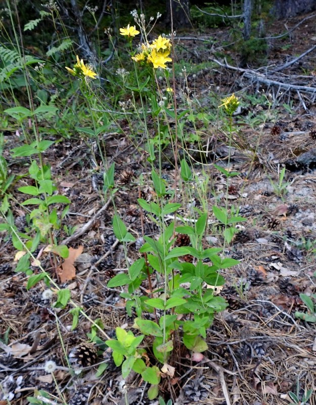 Hypericum montanum - vuorikuisma on monivuotinen ja pysty ruoho, joka on tavallisesti noin 30-80 cm korkea. Sen lyhyehkö juurakko kasvattaa useimmiten muutaman varren tiiviin ryhmän. V, Lohja, 7.7.2022. Ellei toisin mainita, koko kuvasarja on samalta kasvualueelta. Copyright Hannu Kämäräinen.