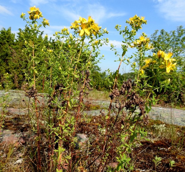Hypericum perforatum - mäkikuisma on luontainen laji eteläisimmän Suomen kuivilla, kallioisilla katajakedoilla, kivisillä mäillä ja kalliorinteillä. A, Lemland, Styrsön ja Nåtön välinen Rödgrundet, kallioketo, 12.7.2017. Copyright Hannu Kämäräinen.