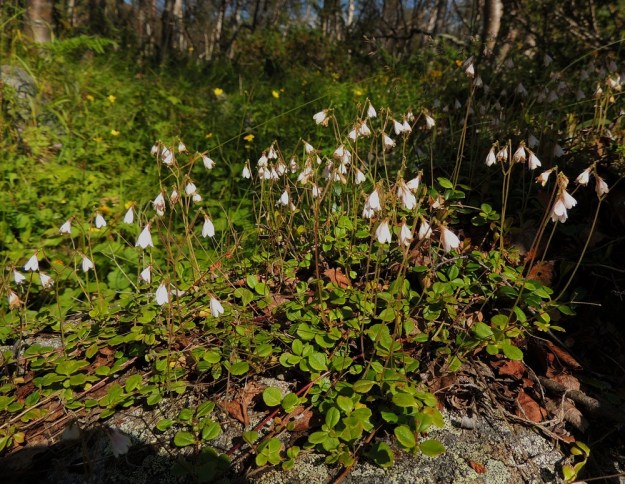 Linnaea borealis - vanamo on Suomessa yleinen kaikissa eliömaakunnissa. Se kasvaa lähinnä kuivissa ja tuoreissa, sammaleisissa kangasmetsissä ja Lapissa myös tunturikoivikoissa, -kankailla ja -rinteillä. EnL, Enontekiö, Kilpisjärvi, Saanan lounainen alarinne, tunturikoivikko, 585 m mpy, 16.7.2013. Copyright Hannu Kämäräinen.