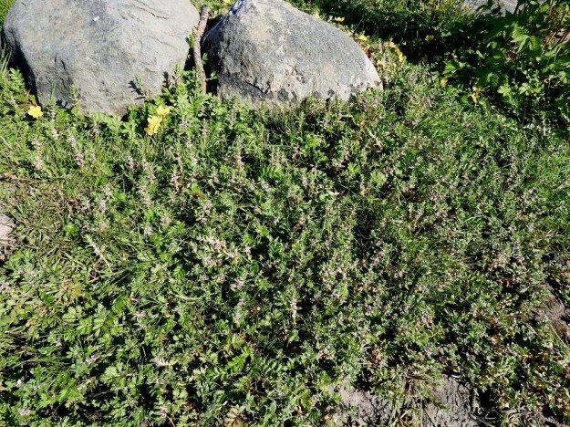 Lysimachia maritima (Glaux maritima) - merirannikki on nimensä mukaisesti merenrantakasvi, joka suikertavien maarönsyjen avulla voi levittäytyä tiheiksi ja laajahkoiksikin kasvustoiksi. U, Hanko, Hangonkylä, Lillmärsan, uimaranta-alueen itäpuolen kallioinen ja kivikkoinen merenrantaniitty, 11.6.2021. Copyright Hannu Kämäräinen.