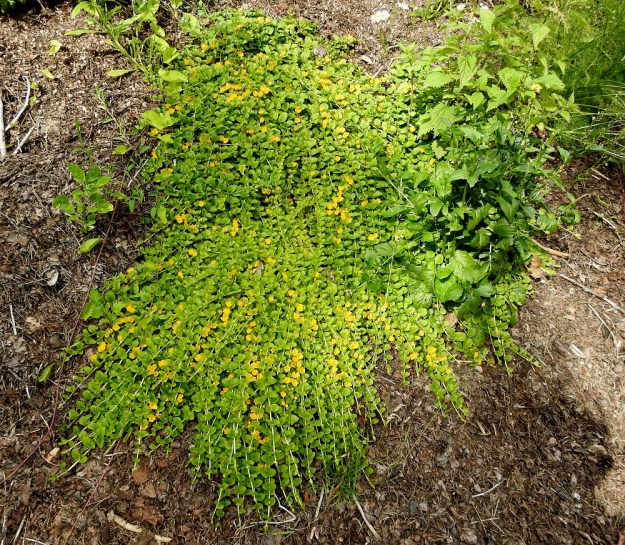 Lysimachia nummularia - suikeroalpi on monivuotinen, rento ja nimensä mukaisesti maata myöten suikertava kasvi, jonka varret ovat tavallisesti noin 20-60 cm:n pituiset. Juurakko ja sen maarönsyt ovat pitkät. Niiden avulla laji levittäytyy laajoiksikin kasvustoiksi. EH, Kouvola, Kuusankoski, Rekola, Uusi hautausmaa, hautausmaan länsipuoliset komposti- ja ylijäämämaakasat, 4.7.2019. Copyright Hannu Kämäräinen.