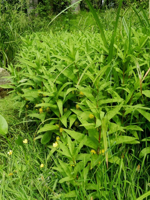 Lysimachia thyrsiflora - terttualpi leviää suotuisilla paikoilla tehokkaasti pitkien maarönsyjensä avulla. Laji on alkuperäinen Suomessa. Sitä tavataan kaikissa eliömaakunnissa, ja se on muualla yleinen mutta Enontekiön Lapissa ja Inarin Lapissa harvinainen. EH, Hämeenlinna, Loimalahden ja Voutilan kaupunginosien välinen raja, Myllyoja laiteineen Sammontien varressa, 3.7.2012. Copyright Hannu Kämäräinen.