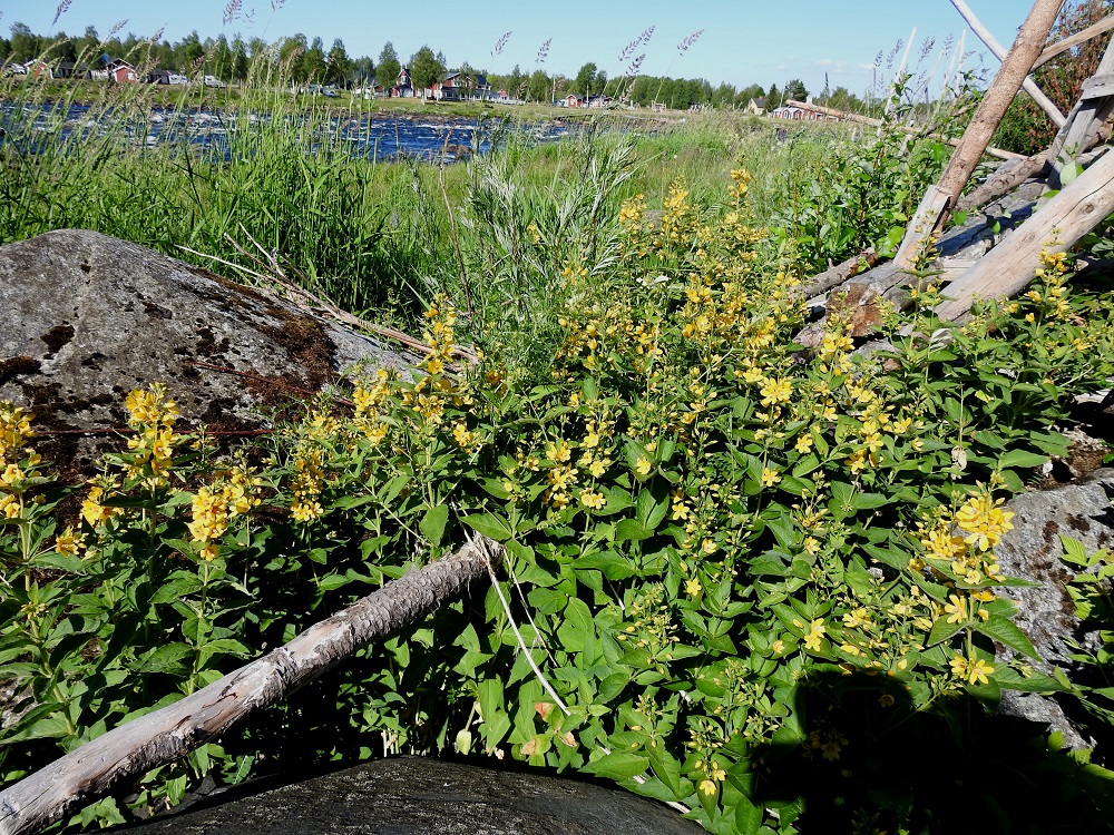 Lysimachia vulgaris - ranta-alven kasvupaikkoina ovat rannat, ojan- ja puronvarret, kosteat niityt ja lehdot, rehevät korvet sekä pientareet ja tienvarret. Pitkien maarönsyjensä avulla laji levittäytyy usein tiheiksi ja laajoiksikin kasvustoiksi. PeP, Tornio, Kukkola, Niskala, Tornionjoen Kukkolankosken ranta-alue, 12.7.2018. Copyright Hannu Kämäräinen.
