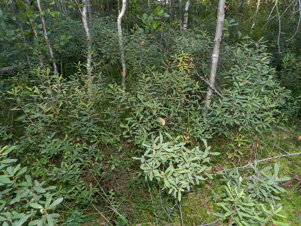 Myrica gale - (saha)suomyrtti on tuulipölytteinen. Tehokkaimmin pensas kuitenkin leviää juuriston maarönsyjen avulla. Näin kaksikotisen lajin laajatkin pensaikot, kuten kuvassa, ovat usein vain toista sukupuolta. 13.8.2012. Copyright Hannu Kämäräinen.