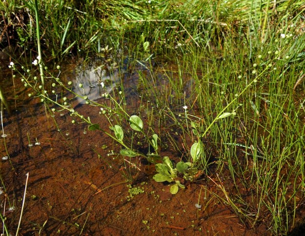 Samolus valerandi - (valko)suolapunka on monivuotinen, pysty tai kaarevasti koheneva ja haaraton tai niukkahaarainen ruoho, joka on tavallisesti noin 3-40 cm korkea. Varsia on yleensä yksi, mutta toisinaan niitä voi olla muutamia. A, Finström, Rågetsböle, Stengrunsudden, merenlahdekkeen rantaniitty ja -vesi, 10.7.2022. Koko kuvasarja on samalta kasvupaikalta. Copyright Hannu Kämäräinen.