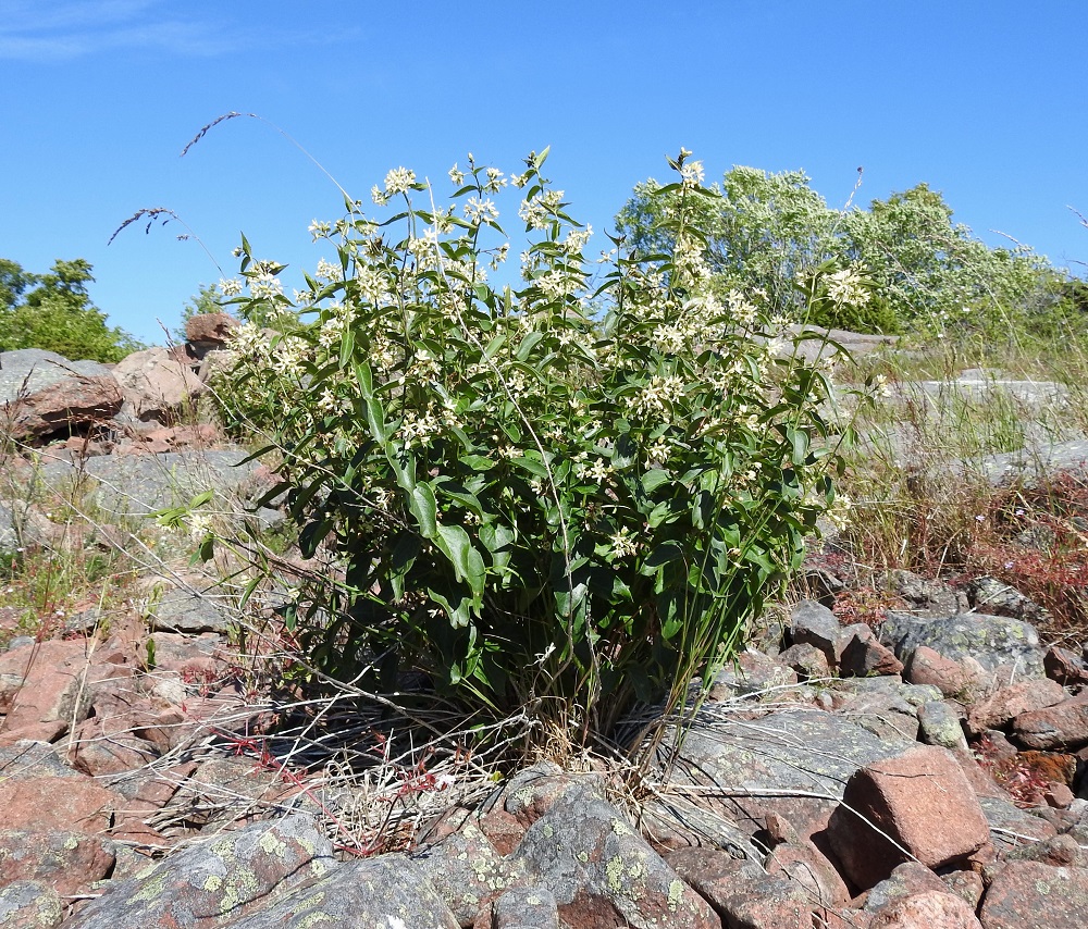 Vincetoxicum hirundinaria - kalliokäärmeenpistonyrtti on yleinen Ahvenanmaalla ja Varsinais-Suomessa sekä harvinainen Uudellamaalla. Rehevän kasvin kasvupaikat ovat kuivat ja karut. Sen voi tavata lähinnä kallioalueilta ja kivikkoisilta mäiltä sekä avokallioisilta ja kivisiltä kedoilta. A, Lemland, eteläpää, Herrö, Herröskatanin luonnonsuojelualue, kallio- ja ketoalue, 10.7.2017. Ellei toisin mainita, koko kuvasarja on samalta kasvualueelta. Copyright Hannu Kämäräinen.